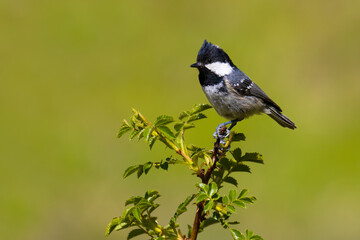 Coal Tit on a young branch