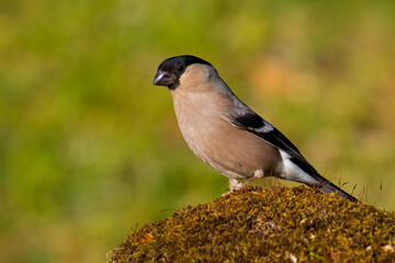 Eurasian Bullfinch on the moss