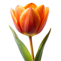 Naklejka premium Orange tulip isolated on transparent background