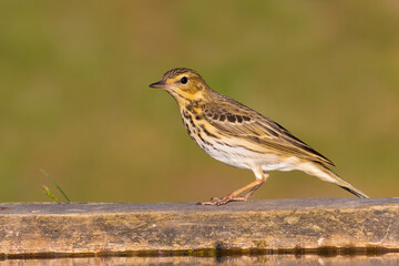 Tree Pipit on the wood