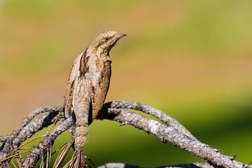 Eurasian Wryneck on a tree branch