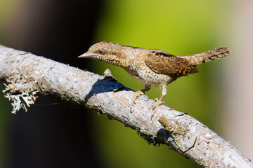 Eurasian Wryneck on a tree branch
