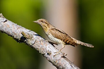 Eurasian Wryneck on a tree branch