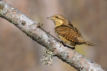 Eurasian Wryneck on a tree branch