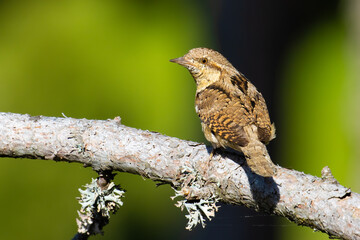 Eurasian Wryneck on a tree branch
