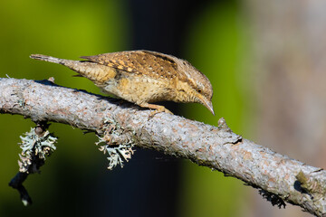 Eurasian Wryneck on a tree branch