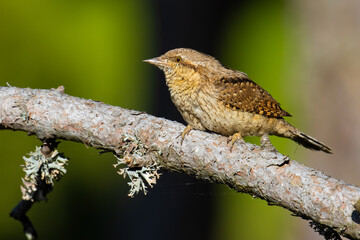 Eurasian Wryneck on a tree branch