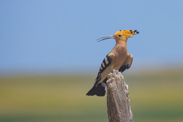 Eurasian Hoopoe sitting on a dead tree © Kenan