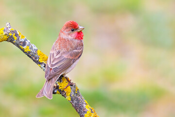Common Rosefinch on a branch