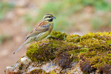 Cirl Bunting on the moss