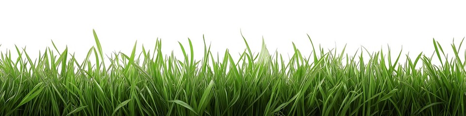 Obraz premium Fresh green grass isolated on white background, banner