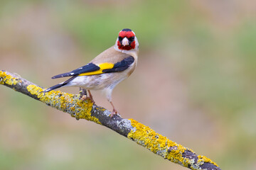 European Goldfinch on a branch