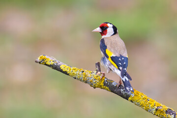 European Goldfinch on a branch