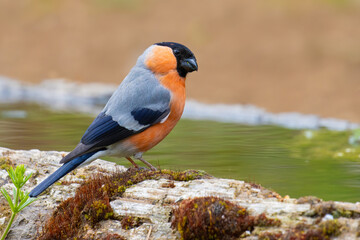 Eurasian Bullfinch came for water