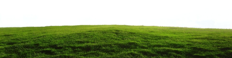 Obraz premium Fresh green grass isolated on white background, banner