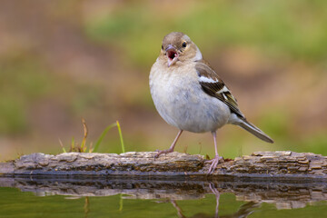 Common Chaffinch came for water
