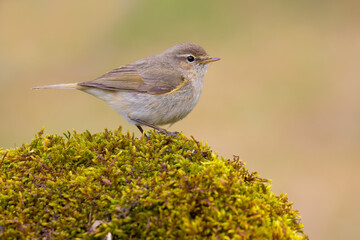 Common Chiffchaff on the moss