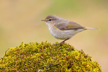 Common Chiffchaff on the moss