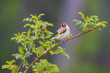 European Goldfinch on a branch