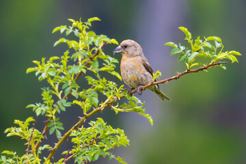 Red Crossbill on a branch