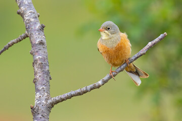 Ortolan Bunting on a branch