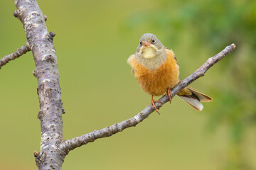 Ortolan Bunting on a branch