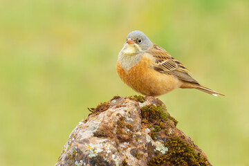 Ortolan Bunting on a rock