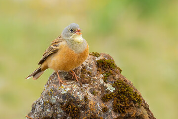 Ortolan Bunting on a rock