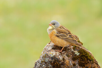 Ortolan Bunting on a rock