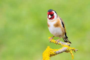 European Goldfinch on a branch