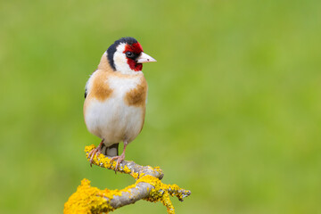 European Goldfinch on a branch