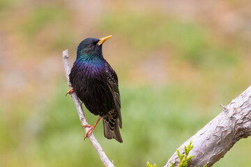 Common Starling on a branch