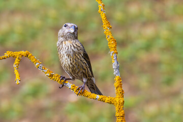 Red Crossbill on a branch