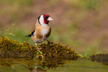 European Goldfinch on the moss