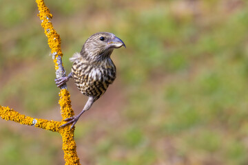 Red Crossbill on a branch