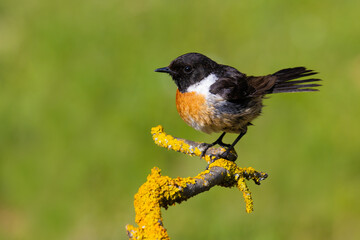 European Stonechat on a branch