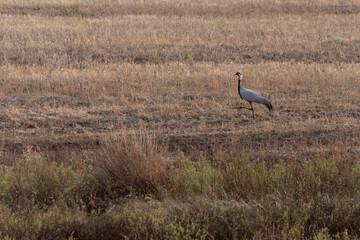 Demoiselle cranes walking in a dry grassy field.