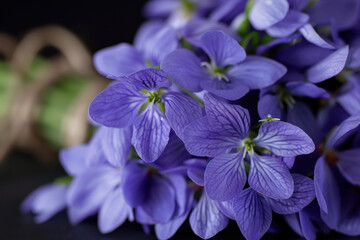 A detailed close-up of fresh purple flowers with delicate petals and intricate veins, set against a dark background. The rich colors highlight the natural beauty and elegance of the blooms.  
