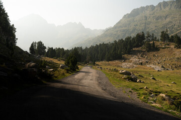 Carretera de montaña entre árboles del bosque 