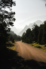 Carretera de montaña entre árboles del bosque 
