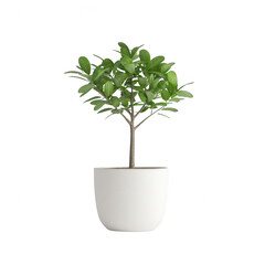 Obraz premium A vibrant indoor plant in a minimalist white pot, adding freshness to any space.