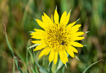 photos of yellow flowers growing in rural areas