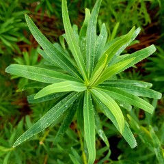 Close up of green leaves of lupine plant in garden.