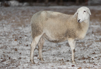White sheep ewe standing in the snow