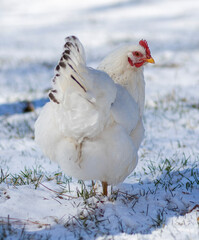 White chicken showing off its tail on a cold day