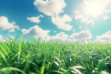 Fototapeta premium Stunning green grass field under a bright blue sky with soft clouds and golden hour lighting