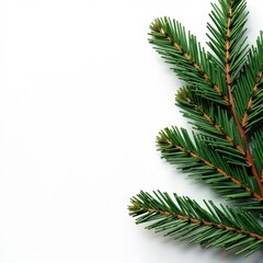 Fototapeta premium Green Christmas tree branch in shadow on white background, holiday, green, winter