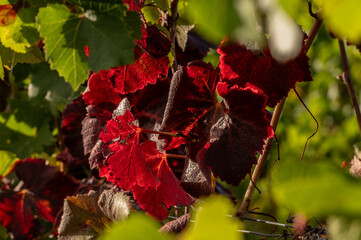 Weinst&ouml;cke im Herbst 1