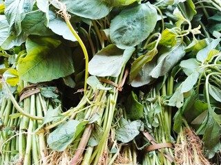 Spinach leaves, Amaranthus blitum. View from above of spinach leaf vegetables being sold at the traditional market.