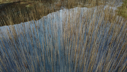 Aerial view of reed bed in mountain lake